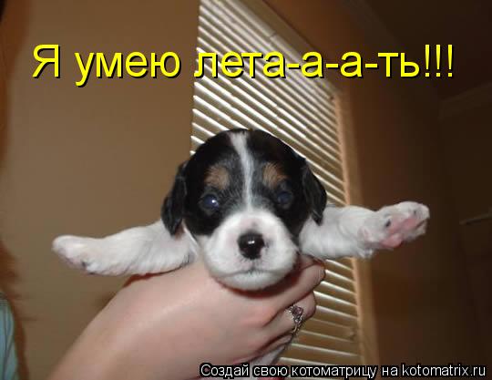 Я умею лета-а-а-ть!!!... Котоматрица: Я умею лета-а-а-ть!!!
