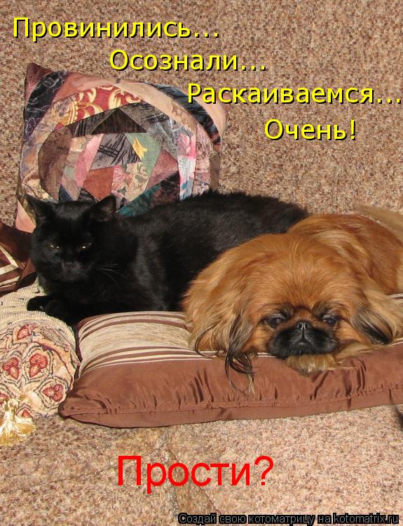 Провинились... Раскаиваемся... Очень! Осознали... Прости?... Котоматрица: Провинились... Раскаиваемся... Очень! Осознали... Прости?