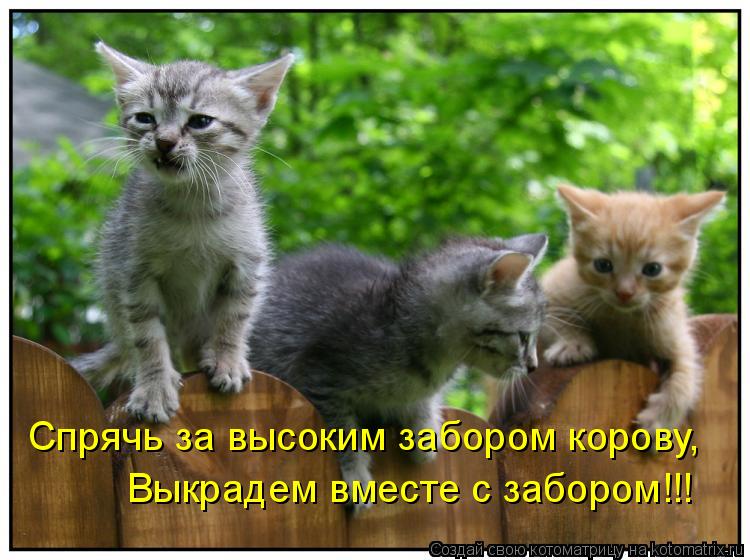 Котоматрица: Спрячь за высоким забором корову, Выкрадем вместе с забором!!!
