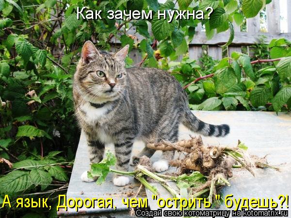Как зачем нужна? А язык, Дорогая, чем "острить " будешь?!... Котоматрица: Как зачем нужна? А язык, Дорогая, чем "острить " будешь?!