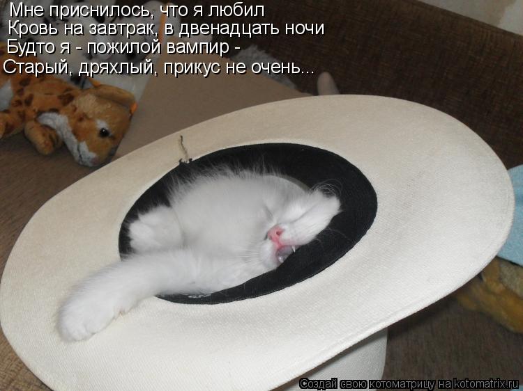 Мне приснилось, что я любил Кровь на завтрак, в двенадцать ночи Будто я - пожилой вампир - Старый, др... Котоматрица: Мне приснилось, что я любил Кровь на завтрак, в двенадцать ночи Будто я - пожилой вампир - Старый, дряхлый, прикус не очень...
