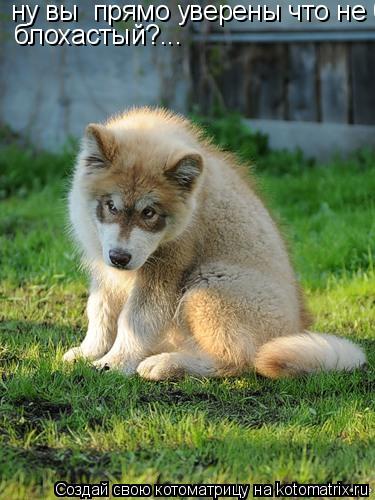 ну вы прямо уверены что не блохастый?... блохастый?...... Котоматрица: ну вы прямо уверены что не блохастый?... блохастый?...