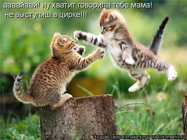 аааайаай! ну хватит говорила тебе мама! не выступиш в цирке!!!... Котоматрица: аааайаай! ну хватит говорила тебе мама! не выступиш в цирке!!!
