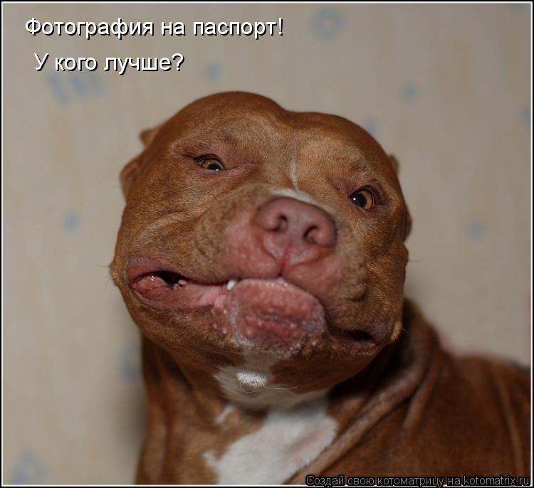 Фотография на паспорт! У кого лучше?... Котоматрица: Фотография на паспорт! У кого лучше?