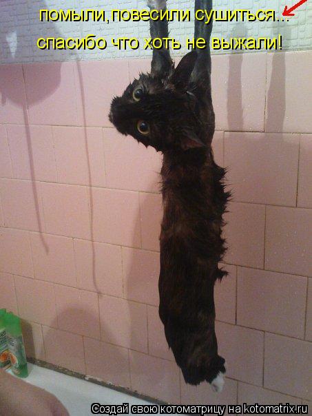помыли помыли,повесили сушиться... спасибо что хоть не выжали!... Котоматрица: помыли помыли,повесили сушиться... спасибо что хоть не выжали!