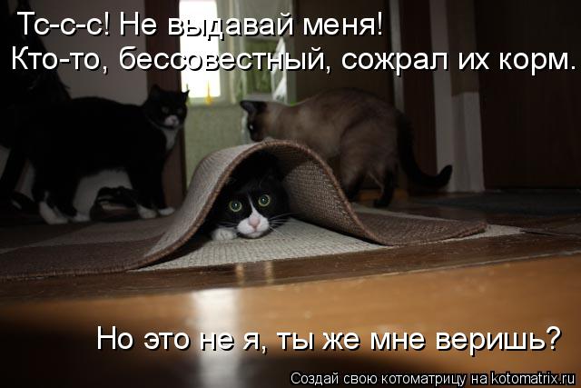 Тс-с-с! Не выдавай меня! Кто-то, бессовестный, сожрал их корм. Но это не я, ты же мне веришь?... Котоматрица: Тс-с-с! Не выдавай меня! Кто-то, бессовестный, сожрал их корм. Но это не я, ты же мне веришь?