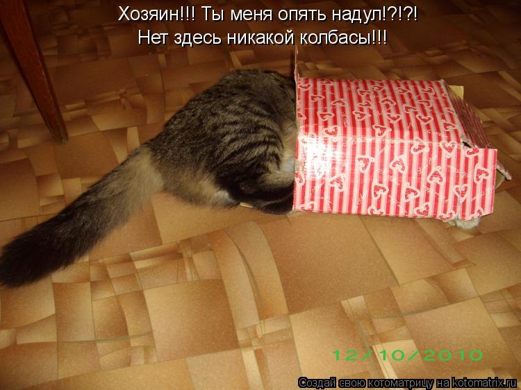 Котоматрица: Хозяин!!! Ты меня опять надул!?!?! Нет здесь никакой колбасы!!!