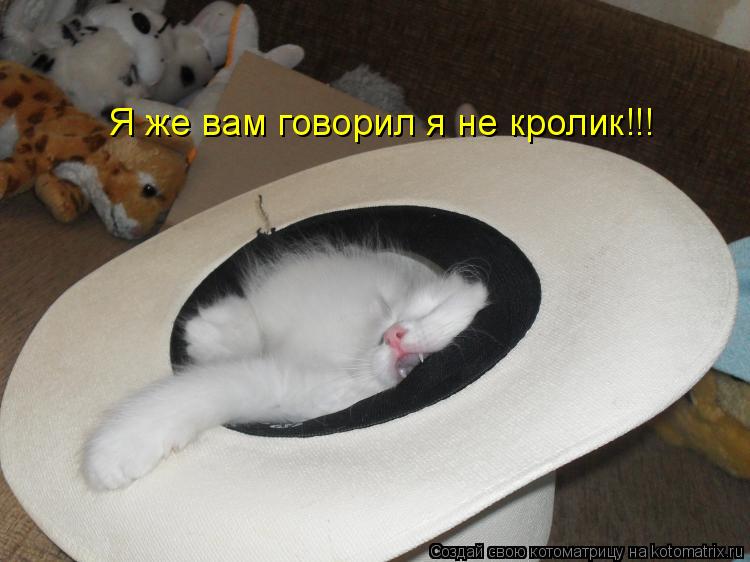 Я же вам говорил я не кролик!!!... Котоматрица: Я же вам говорил я не кролик!!!