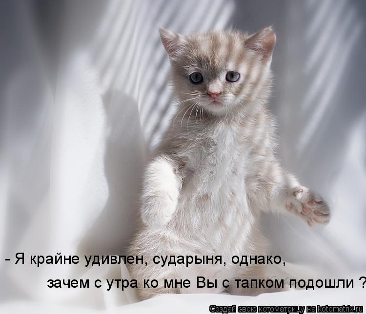 Котоматрица: - Я крайне удивлен, сударыня, однако, зачем с утра ко мне Вы с тапком подошли ?