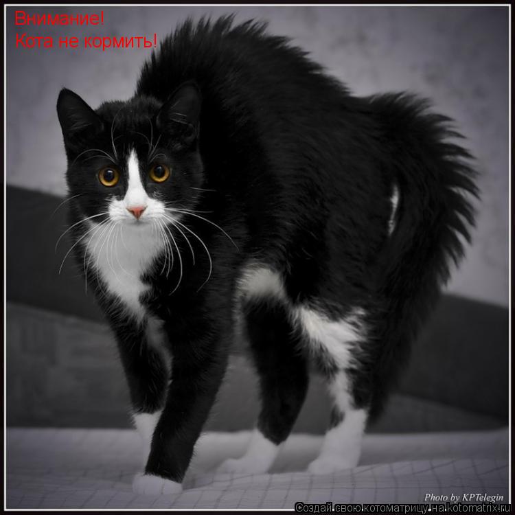 Котоматрица: Внимание! Кота не кормить!