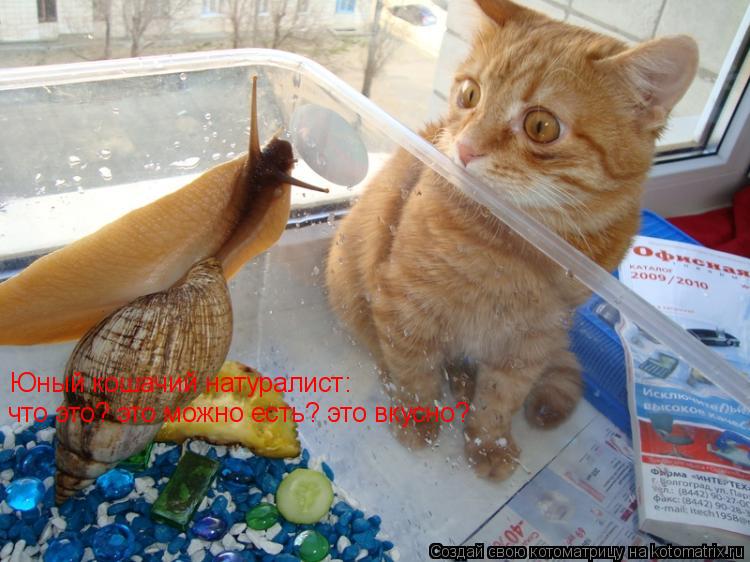 Котоматрица: Юный кошачий натуралист:  Юный кошачий натуралист: что это? это можно есть? это вкусно?