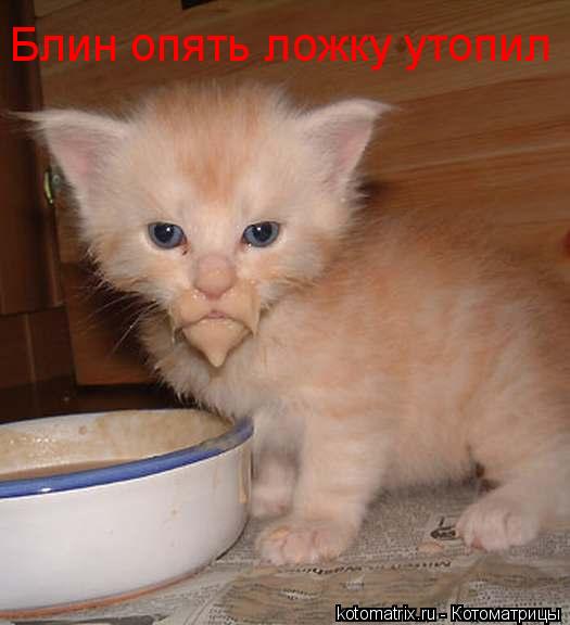 Котоматрица: Блин опять ложку утопил