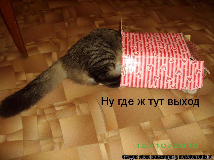 Котоматрица: Ну где ж тут выход