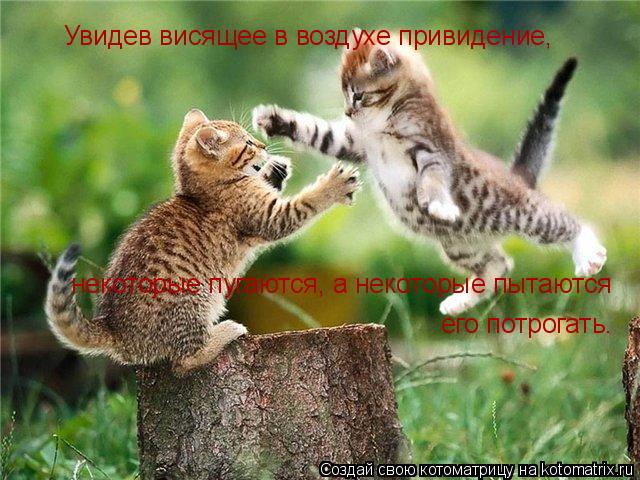 Котоматрица: Увидев висящее в воздухе привидение, некоторые пугаются, а некоторые пытаются его потрогать.