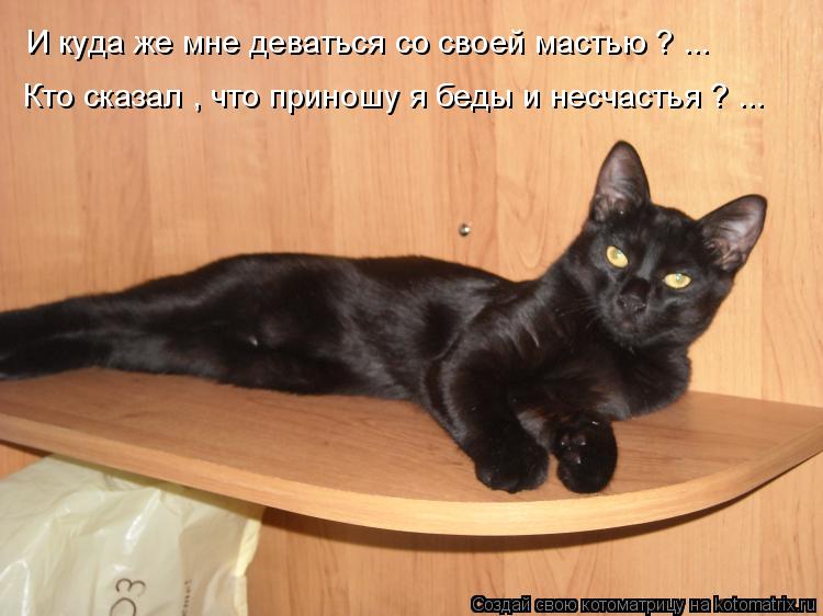 Котоматрица: И куда же мне деваться со своей мастью ? ... Кто сказал , что приношу я беды и несчастья ? ...