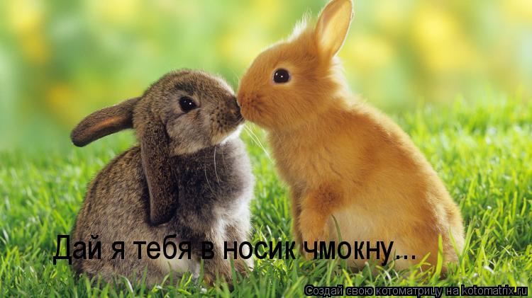 Котоматрица: Дай я тебя в носик чмокну...