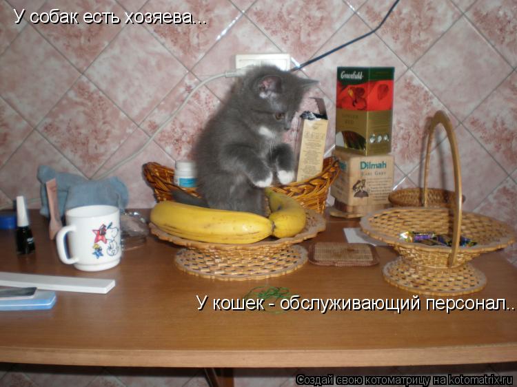 Котоматрица: У собак есть хозяева... У кошек - обслуживающий персонал...