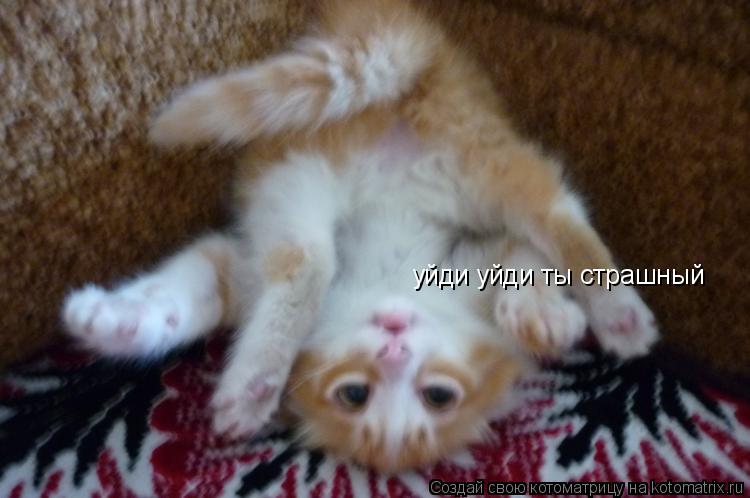 уйди уйди ты страшный... Котоматрица: уйди уйди ты страшный