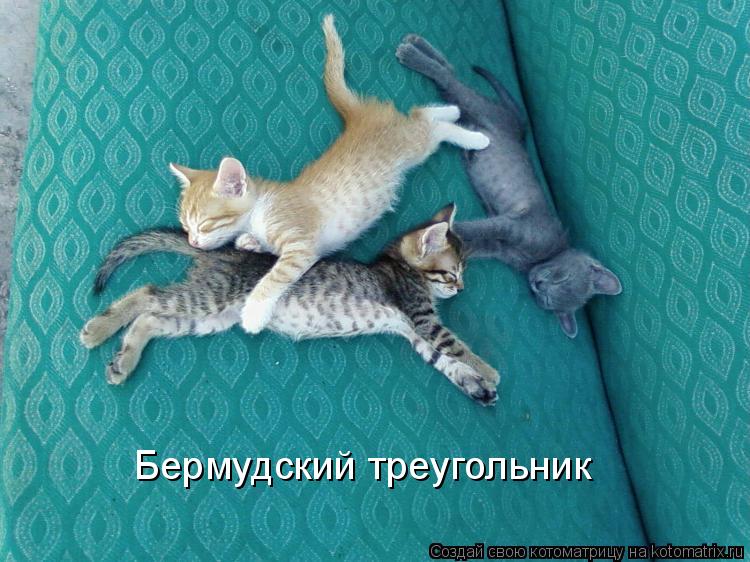 Бермудский треугольник... Котоматрица: Бермудский треугольник