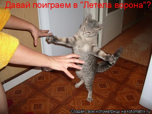 Давай поиграем в "Летела ворона"?... Котоматрица: Давай поиграем в "Летела ворона"?