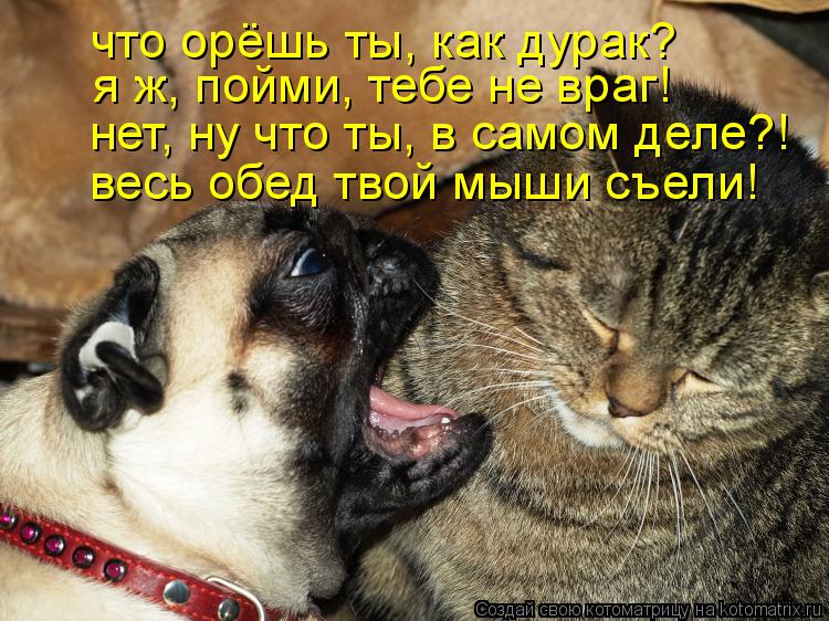я ж, пойми, тебе не враг! нет, ну что ты, в самом деле?! что орёшь ты, как дурак? весь обед твой мыши... Котоматрица: я ж, пойми, тебе не враг! нет, ну что ты, в самом деле?! что орёшь ты, как дурак? весь обед твой мыши съели!