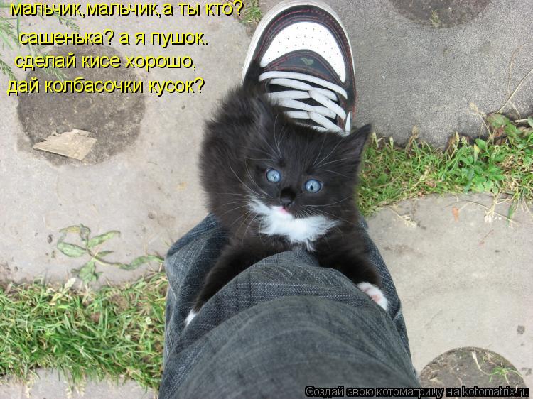 сашенька? а я пушок. мальчик,мальчик,а ты кто? сделай кисе хорошо, дай колбасочки кусок?... Котоматрица: сашенька? а я пушок. мальчик,мальчик,а ты кто? сделай кисе хорошо, дай колбасочки кусок?