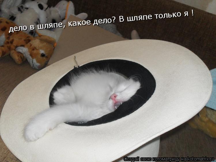 дело в шляпе, какое дело? В шляпе только я !... Котоматрица: дело в шляпе, какое дело? В шляпе только я !