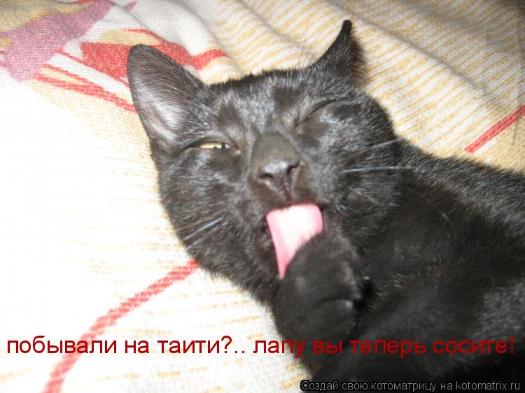 побывали на таити?.. лапу вы теперь сосите!... Котоматрица: побывали на таити?.. лапу вы теперь сосите!