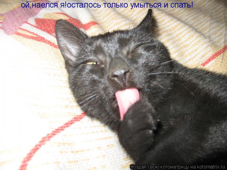 ой,наелся я!осталось только умыться и спать!... Котоматрица: ой,наелся я!осталось только умыться и спать!