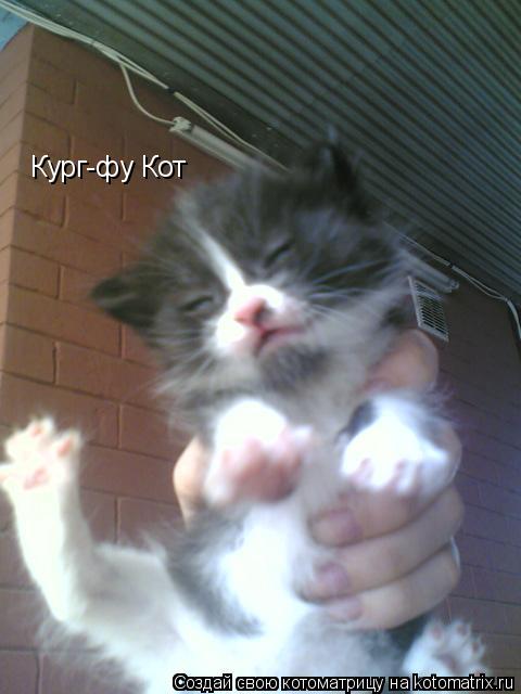 Кург-фу Кот... Котоматрица: Кург-фу Кот