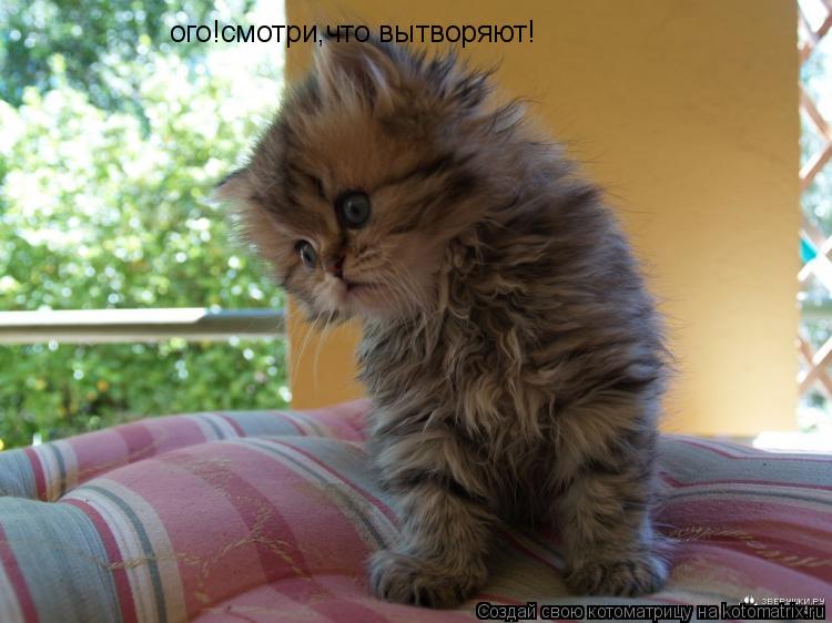 ого!смотри,что вытворяют!... Котоматрица: ого!смотри,что вытворяют!