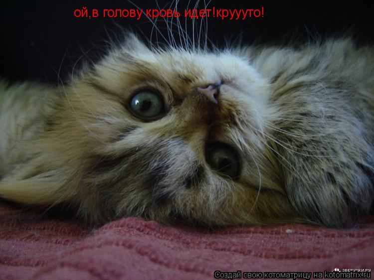 ой,в голову кровь идет!круууто!... Котоматрица: ой,в голову кровь идет!круууто!