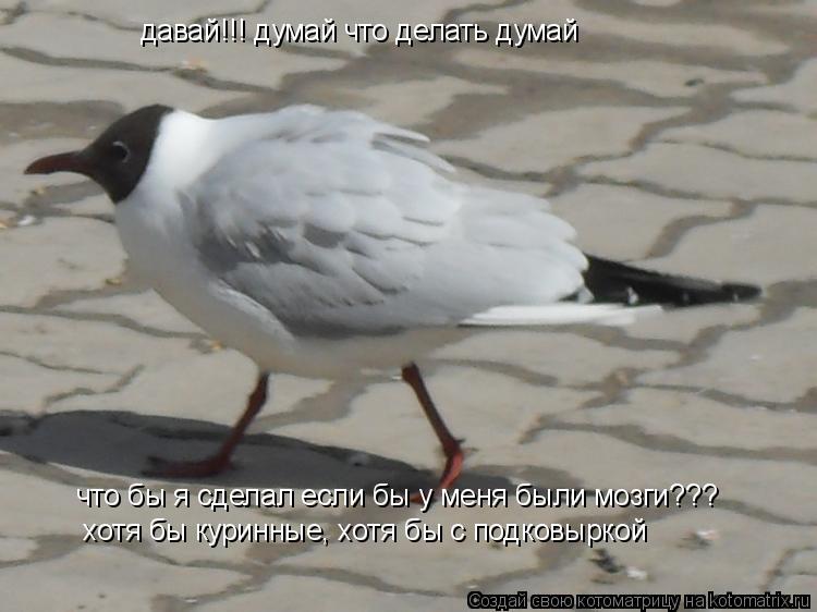 давай!!! давай!!! думай что делать думай что бы я сделал если бы у меня были мозги??? хотя бы куринны... Котоматрица: давай!!! давай!!! думай что делать думай что бы я сделал если бы у меня были мозги??? хотя бы куринные, хотя бы с подковыркой