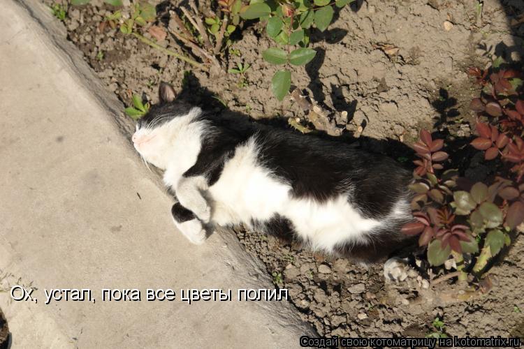 Ох, устал, пока все цветы полил... Котоматрица: Ох, устал, пока все цветы полил