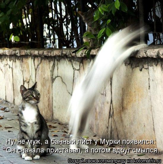 Ну, не муж, а банный лист у Мурки появился: Он сначала приставал, а потом вдруг смылся.... Котоматрица: Ну, не муж, а банный лист у Мурки появился: Он сначала приставал, а потом вдруг смылся.