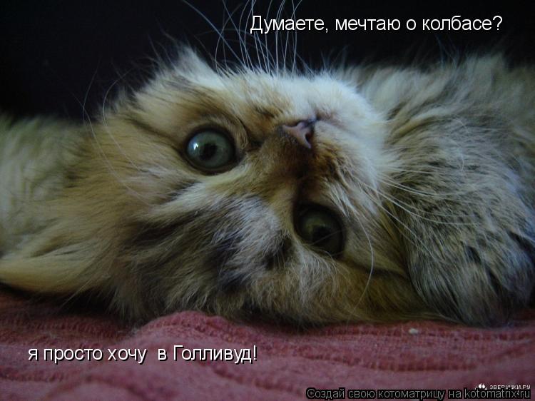 Думаете, мечтаю о колбасе? я просто хочу в Голливуд!... Котоматрица: Думаете, мечтаю о колбасе? я просто хочу в Голливуд!