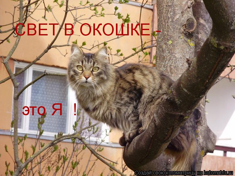 СВЕТ В ОКОШКЕ - это Я !... Котоматрица: СВЕТ В ОКОШКЕ - это Я !