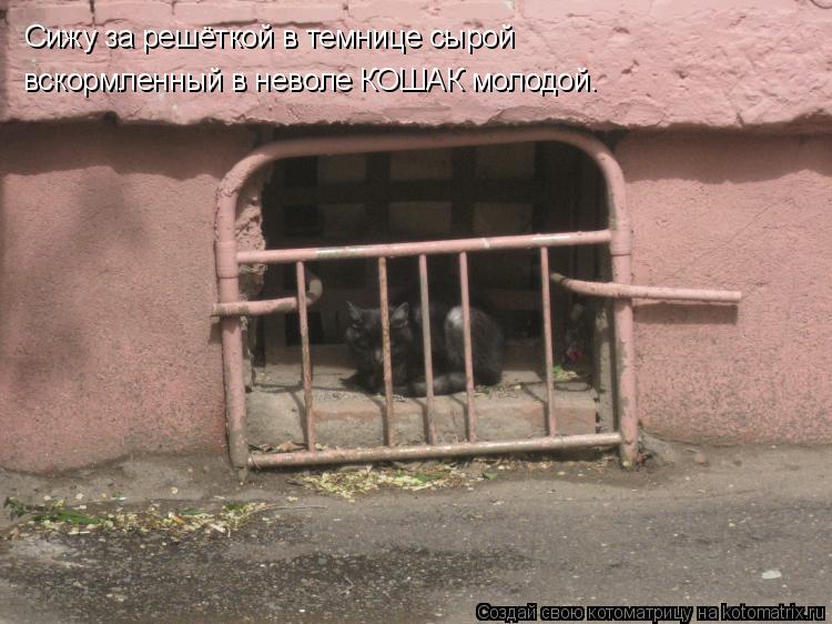 Сижу за решёткой в темнице сырой вскормленный в неволе КОШАК молодой.... Котоматрица: Сижу за решёткой в темнице сырой вскормленный в неволе КОШАК молодой.