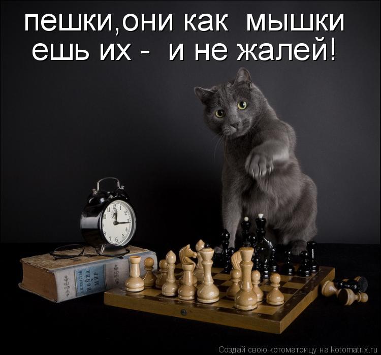 пешки,они как мышки ешь их - и не жалей!... Котоматрица: пешки,они как мышки ешь их - и не жалей!