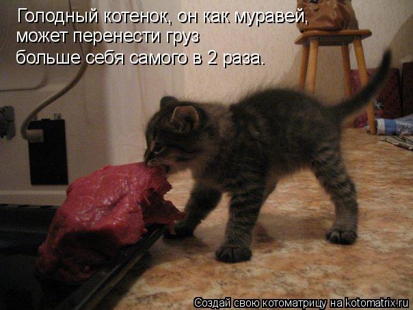 Голодный котенок, он как муравей, может перенести груз больше себя самого в 2 раза.... Котоматрица: Голодный котенок, он как муравей, может перенести груз больше себя самого в 2 раза.
