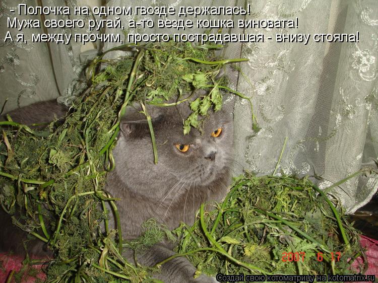 - Полочка на одном гвозде держалась! Мужа своего ругай, а-то везде кошка виновата! А я, между прочим,... Котоматрица: - Полочка на одном гвозде держалась! Мужа своего ругай, а-то везде кошка виновата! А я, между прочим, просто пострадавшая - внизу стояла!