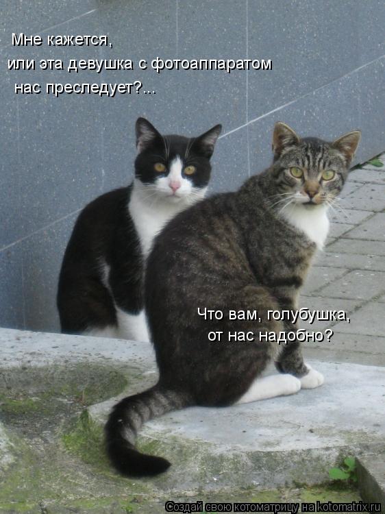 Мне кажется, или эта девушка с фотоаппаратом нас преследует?... Что вам, голубушка, от нас надобно?... Котоматрица: Мне кажется, или эта девушка с фотоаппаратом нас преследует?... Что вам, голубушка, от нас надобно?