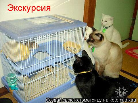 Экскурсия... Котоматрица: Экскурсия