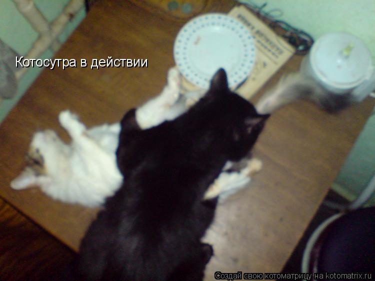 Котосутра в действии... Котоматрица: Котосутра в действии