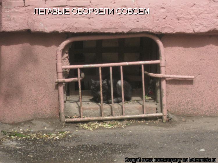 ЛЕГАВЫЕ ОБОРЗЕЛИ СОВСЕМ... Котоматрица: ЛЕГАВЫЕ ОБОРЗЕЛИ СОВСЕМ