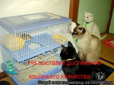 На выставке достижений кошачьего хозяйства... Котоматрица: На выставке достижений кошачьего хозяйства