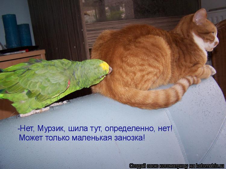 -Нет, Мурзик, шила тут, определенно, нет! Может только маленькая занозка!... Котоматрица: -Нет, Мурзик, шила тут, определенно, нет! Может только маленькая занозка!