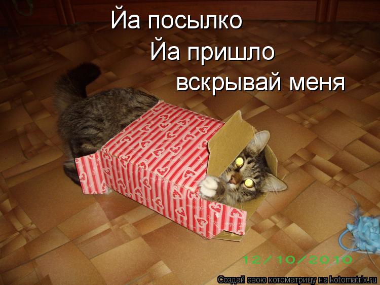 Йа посылко Йа пришло вскрывай меня... Котоматрица: Йа посылко Йа пришло вскрывай меня