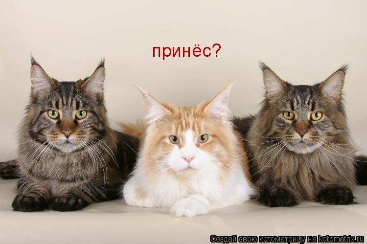 принёс?... Котоматрица: принёс?