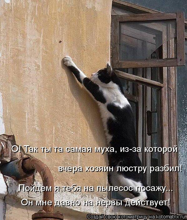 Котоматрица: Пойдем я тебя на пылесос посажу... Он мне давно на нервы действует! О! Так ты та самая муха, из-за которой  вчера хозяин люстру разбил!